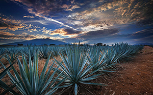 Jalisco
